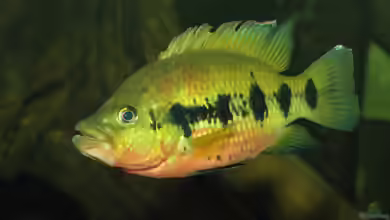 Hemichromis frempongi im Aquarium halten