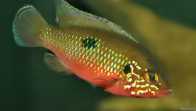 Hemichromis stellifer im Aquarium halten