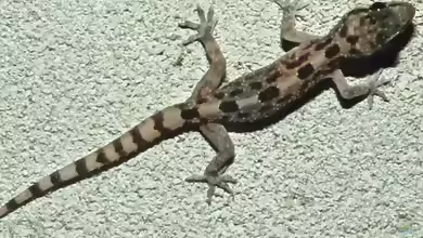 Hemidactylus angulatus im Terrarium halten