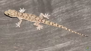 Hemidactylus brookii im Terrarium halten