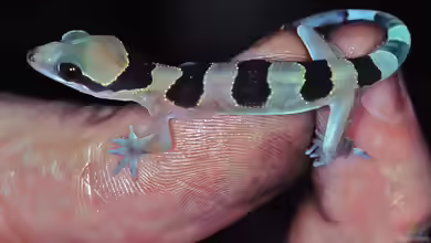 Hemidactylus fasciatus im Terrarium halten