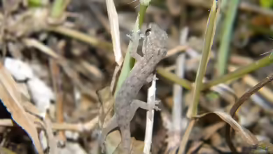 Hemidactylus frenatus im Terrarium halten
