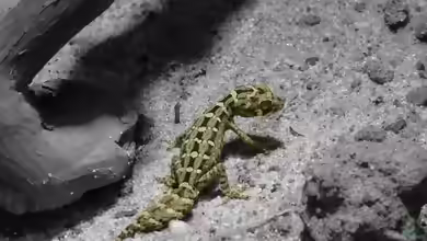 Hemidactylus imbricatus im Terrarium halten