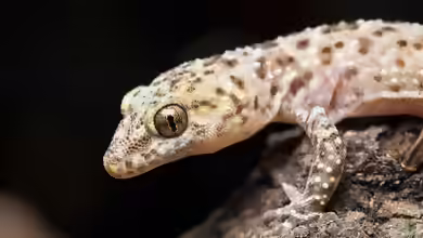 Hemidactylus turcicus im Terrarium halten