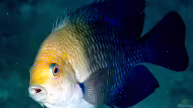 Hemiglyphidodon plagiometopon im Aquarium halten