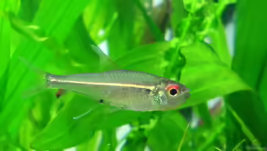 Hemigrammus bellottii im Aquarium halten