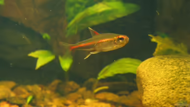 Hemigrammus erythrozonus im Aquarium halten