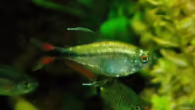 Hemigrammus filamentosus im Aquarium halten