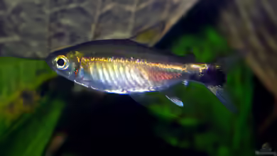 Hemigrammus hyanuary im Aquarium halten