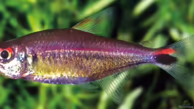 Hemigrammus rubrostriatus im Aquarium halten
