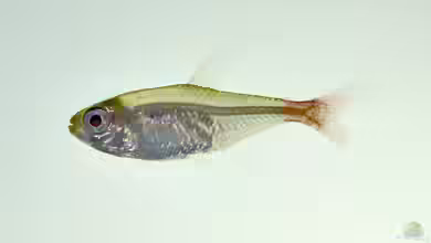 Hemigrammus stictus im Aquarium halten