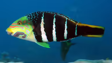 Hemigymnus fasciatus im Aquarium halten