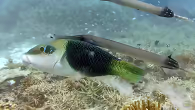 Hemigymnus melapterus im Aquarium halten