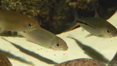 Hemiodus gracilis im Aquarium halten