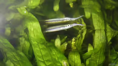 Hemirhamphodon tengah im Aquarium halten