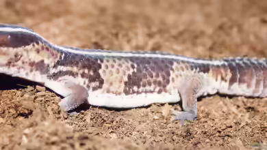 Hemitheconyx caudicinctus im Terrarium halten