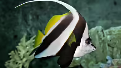 Heniochus acuminatus im Aquarium halten