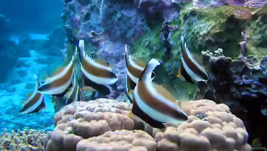Heniochus chrysostomus im Aquarium halten