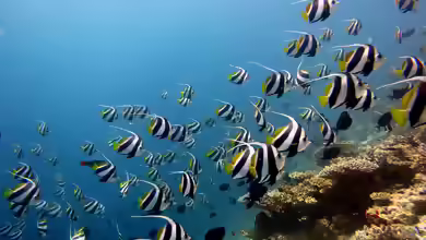 Heniochus diphreutes im Aquarium halten