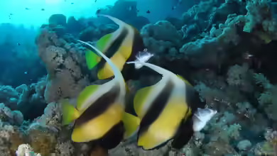 Heniochus intermedius im Aquarium halten