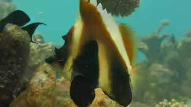 Heniochus pleurotaenia im Aquarium halten