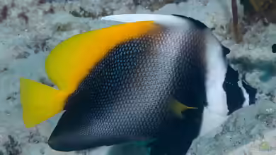 Heniochus singularius im Aquarium halten
