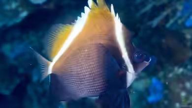 Heniochus varius im Aquarium halten
