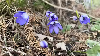 Hepatica nobilis im Garten pflanzen