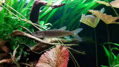 Hepsetus odoe im Aquarium halten