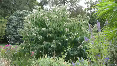Heptacodium miconioides im Garten pflanzen