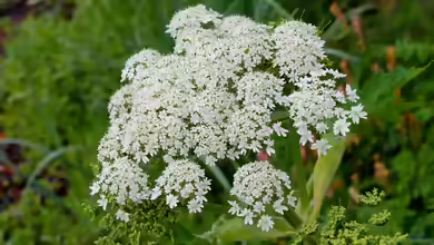 Heracleum lanatum im Garten pflanzen