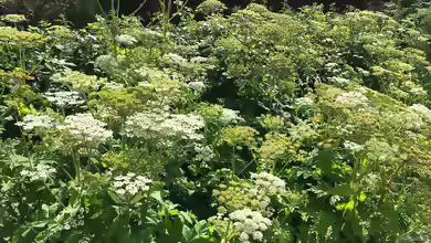 Heracleum mantegazzianum im Garten pflanzen