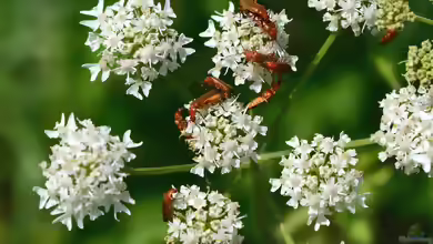 Heracleum sphondylium im Garten pflanzen
