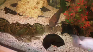 Herichthys carpintis im Aquarium halten