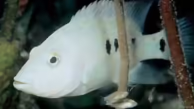 Herichthys minckleyi im Aquarium halten