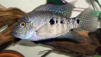 Herichthys tepehua im Aquarium halten