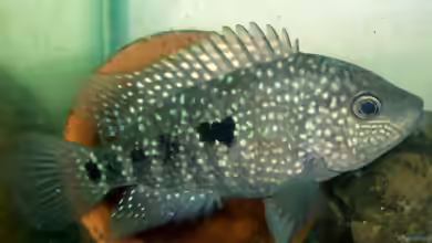 Herichthys teporatus im Aquarium halten
