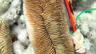 Herpolitha weberi im Aquarium halten