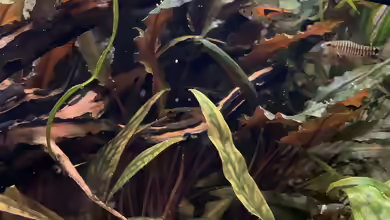 Herzblättriger Wasserkelch im Aquarium pflegen