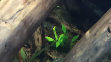Herzblattwasserkelch im Aquarium pflegen