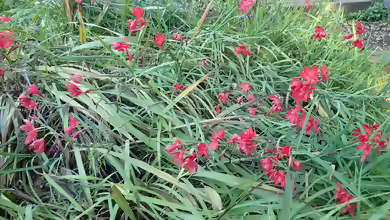 Hesperantha coccinea am Gartenteich