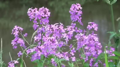 Hesperis matronalis im Garten pflanzen
