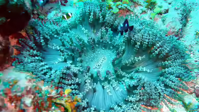Heteractis aurora im Aquarium halten