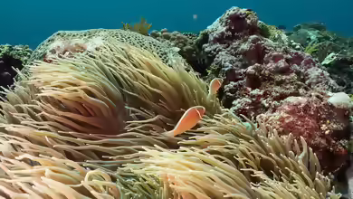 Heteractis crispa im Aquarium halten