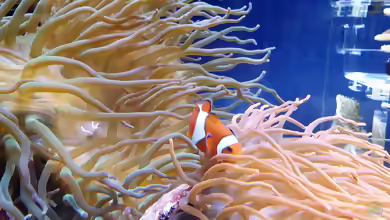 Heteractis magnifica im Aquarium halten