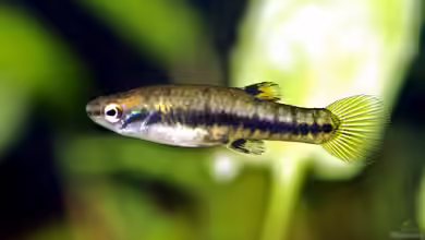 Heterandria formosa im Aquarium halten