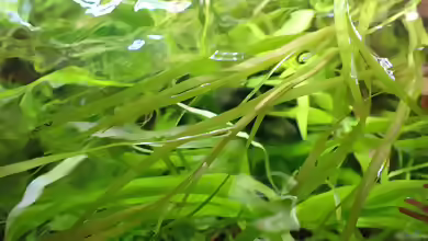 Heteranthera dubia im Aquarium pflegen