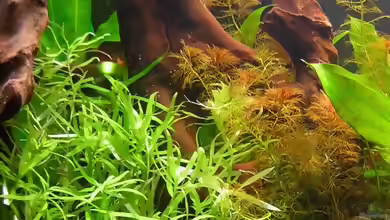 Heteranthera zosterifolia im Aquarium
