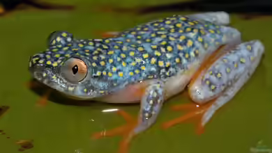 Heterixalus madagascariensis: Madagaskar-Riedfrosch im Terrarium halten