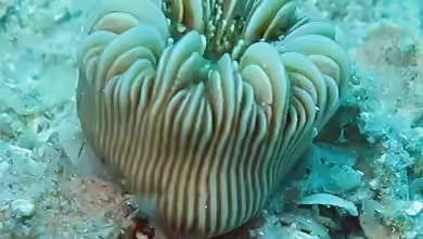 Heterocyathus aequicostatus im Aquarium halten